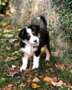 le chien en question 