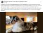 annonce don de chiot