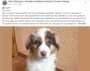 don de chiot 